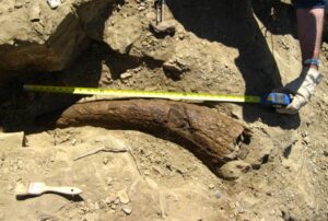 Corno di Triceratops datato a 33.500 anni
