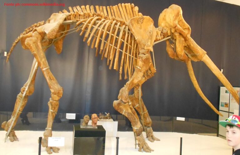 A Camerota ritrovati i resti di un elefante di origine preistorica